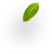 Floating leaf upside down